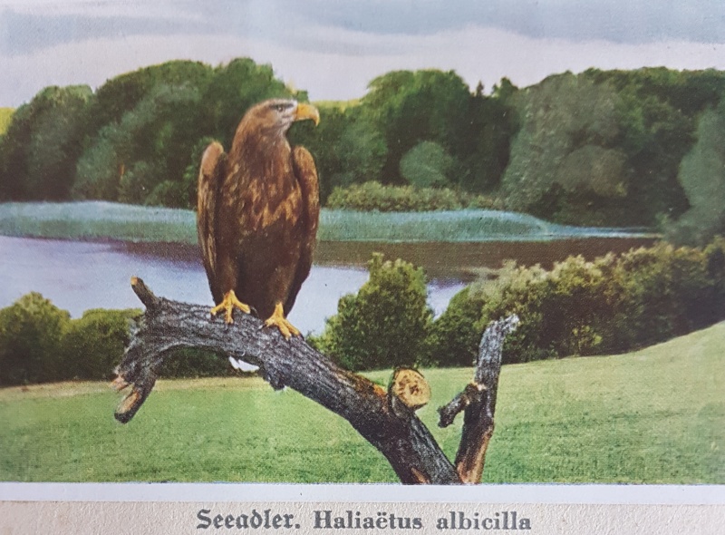 Datei:Seeadler.jpg