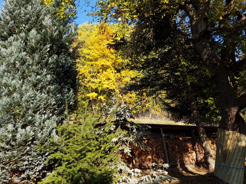 Datei:Oktober im Laub.jpg