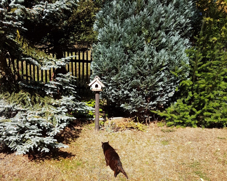 Datei:Unserer Kater.jpg