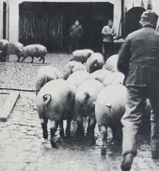 Datei:Division - 200 Schweine - 22.6.1941.jpg