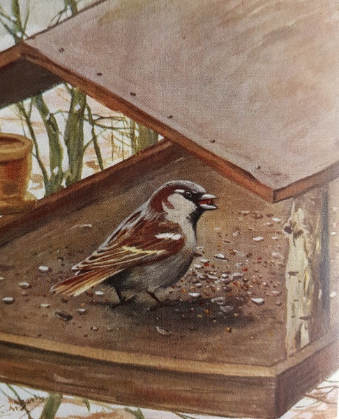 Datei:Ein Spatz cc.jpg