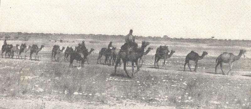 Datei:Dromedarproviantkolonne Deutsch-Ostafrika.jpg