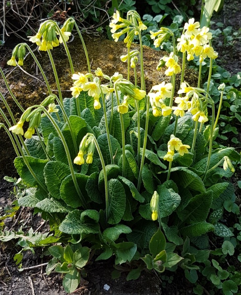 Datei:Himmelschlüssela blüh - Anton Günther.jpg