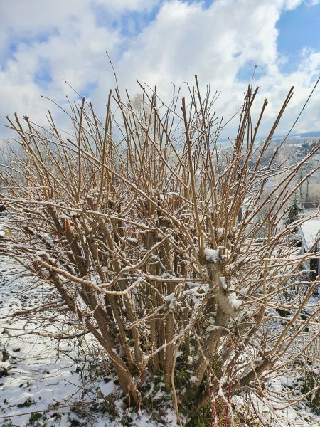 Datei:20210305 100017.jpg