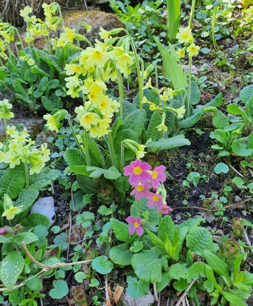 Datei:20220423 144238.jpg