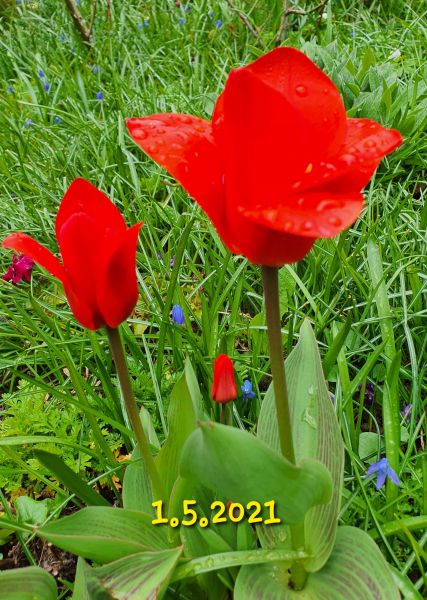 Datei:20210501 111049.jpg