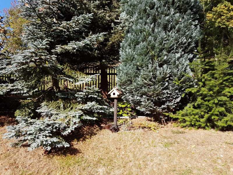 Datei:Kater - Futterhaus.jpg