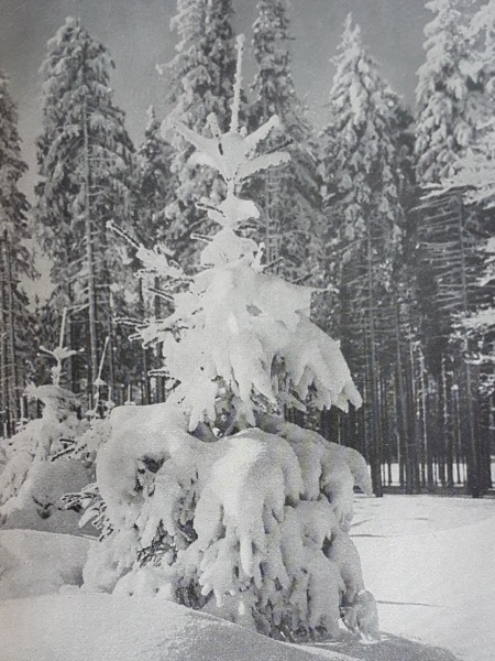 Datei:20181104 113930.jpg