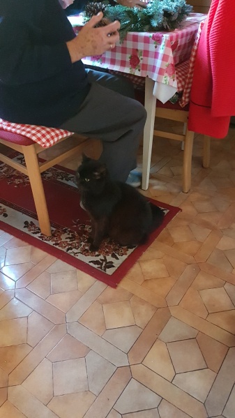 Datei:Mohr, der Kater.jpg