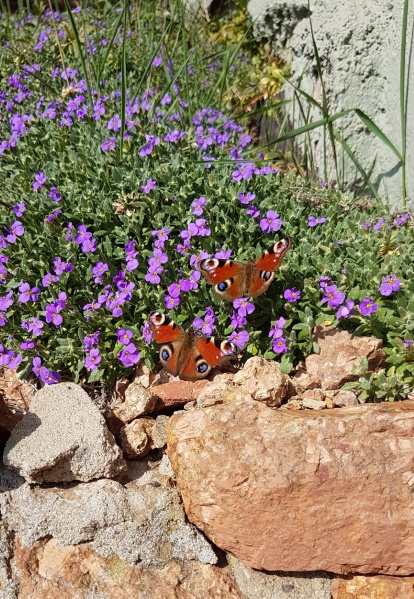 Datei:20190407 114021.jpg