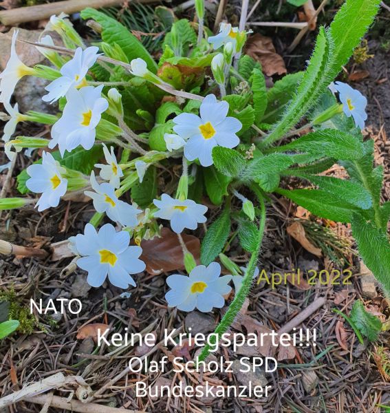 Datei:20220423 143728.jpg