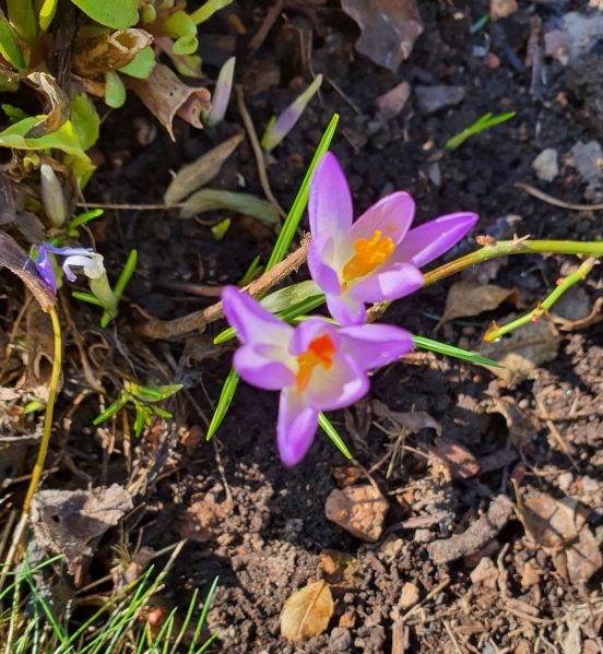 Datei:20210228 135326.jpg