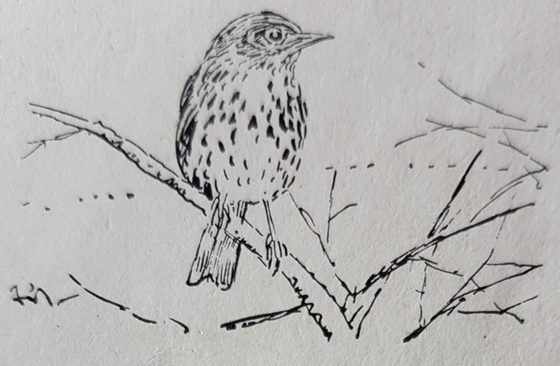 Datei:Ein dicker, runder Spatz cc.jpg