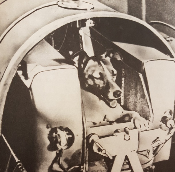 Datei:Eskimohündin Laika 1957.jpg