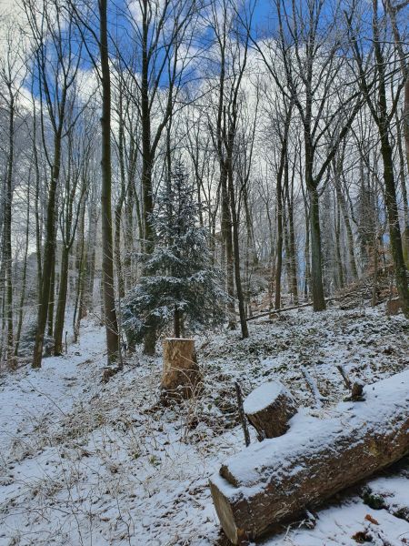 Datei:20210305 103153.jpg