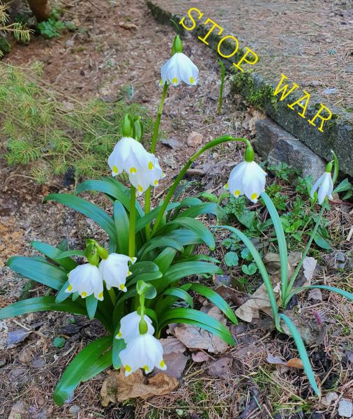 Datei:20220327 112744.jpg