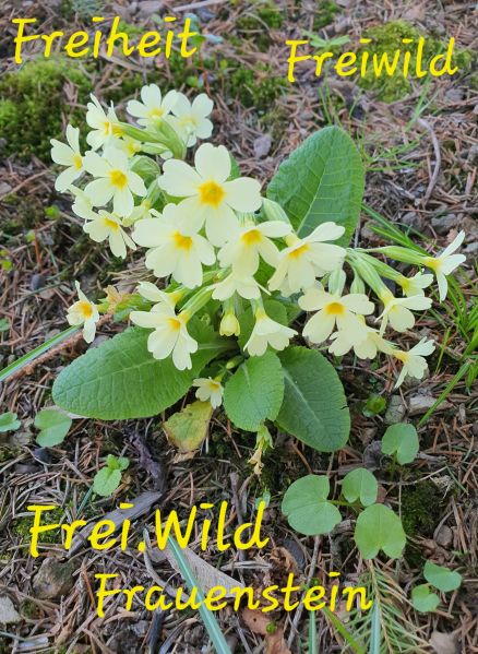 Datei:20220423 143748.jpg